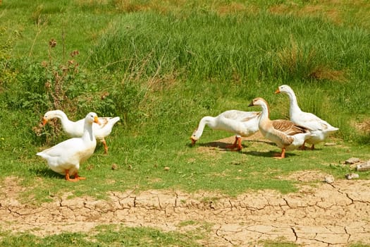 Group of five domestic geese in the pasture among green grass in springtime