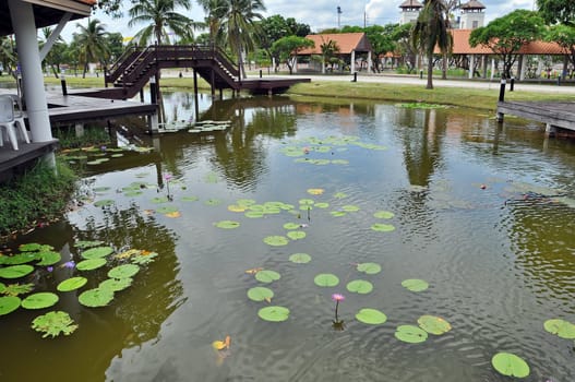 Lotus flowers and leaves in pond