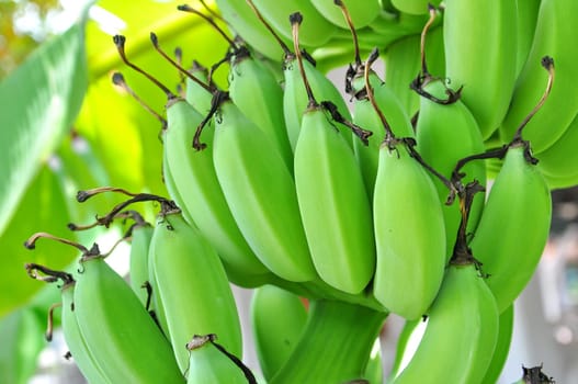 Green banana on tree and fresh leaf 