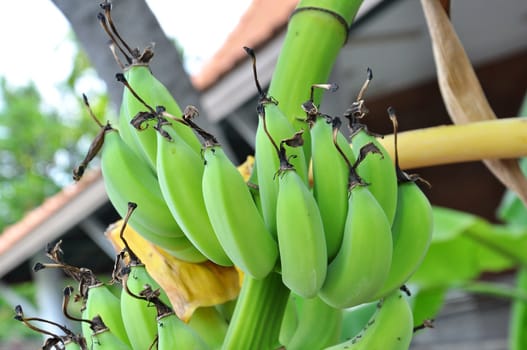 Green banana on tree and fresh leaf 