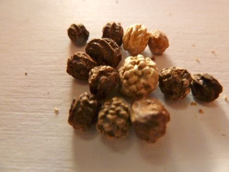 seeds for planting on a white background