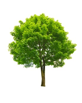 fresh green tree isolated on white 