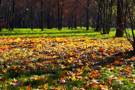 Fallen leaves in bright green grass under a tree