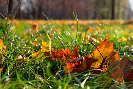 The fallen colorful leaves on the bright green gras