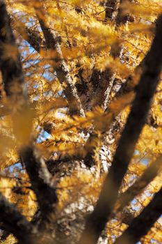 Yellow larch needles in anticipation of winter