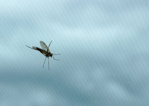 Mosquito on a background of a grid and clouds