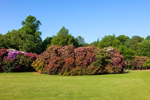 Colorful Rhododendron Bushes in Beautiful Lush Sunny Garden under Blue Sky in Daytime