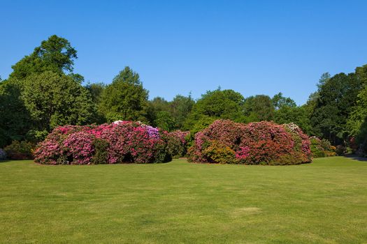 Beautiful Rhododendron Flower Bushes and Trees in a Sunny Garden Landscape