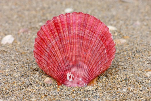 Seashell on the sand surface