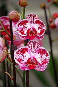 Branch of red orchid flowers