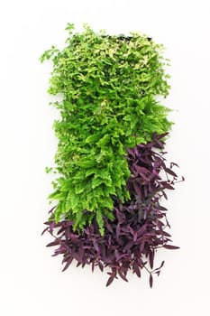 Green square made of plants on white wall