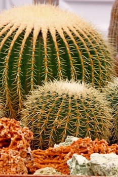 Beautiful cactus exotic succulent in a rocky desert