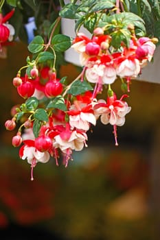 White and red flowers of fuchsia