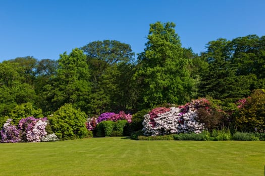 Rhododendron Azalea Bushes and Trees in Beautiful Summer Garden in the Sunshine