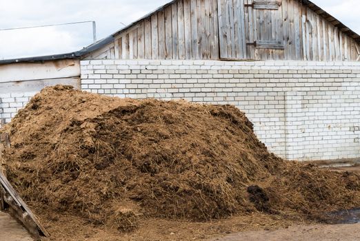 Heap of cow dung as a natural fertilizer near a farm building
