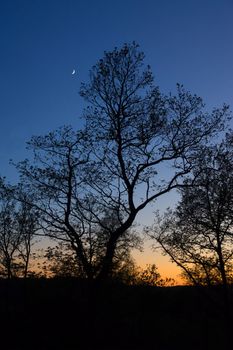 Trees and the moon in the sunset
