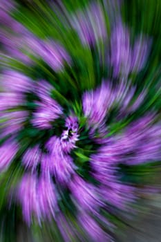 Colorful Abstract Flower Swirl Spiral Background Pink Purple Green