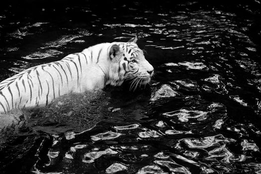 Black and white picture of a white tiger standing in water