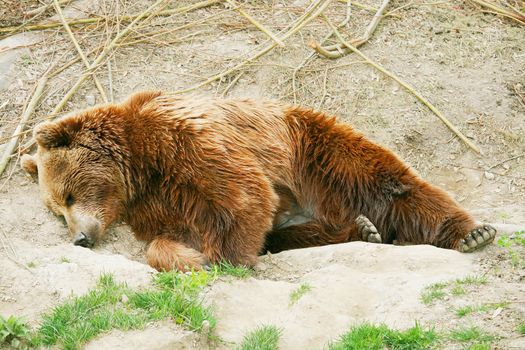 Brown bear cub in bear park of Bern, Switzerland