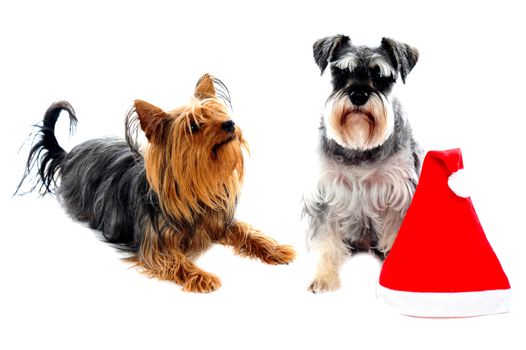 Two cute lovable pets posing right beside christmas cap. Isolated on white
