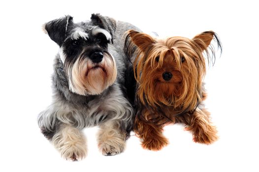 Schnauzer and Yorkshire Terrier lying on floor against white background