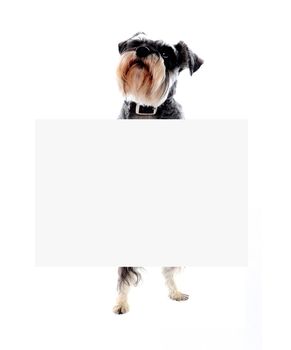 Its time for doggy business. Schnauzer dog holding blank banner ad