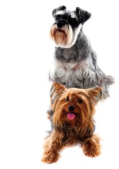 Schnauzer and Yorkshire Terrier - Dogs on white background. Studio shot