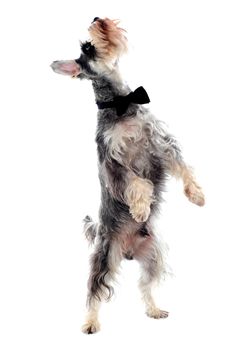 Schnauzer standing on two legs and looking upwards