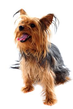 Yorkshire terrier looking away against white background