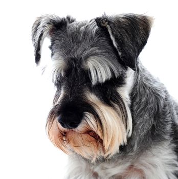 Black Schnauzer dog looking down against white backdrop. Sad concept