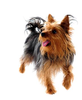 Puppy yorkshire terrier on the white background