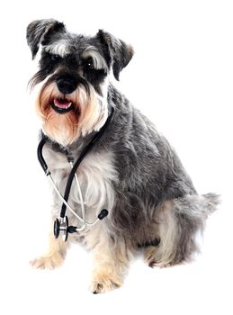 Schnauzer dog posing with stethoscope around its neck. All on white background