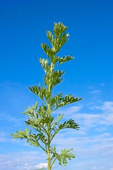 Young green sagebrush plant against the background of blue sky at early summer. Latin name: Artemisia absinthium