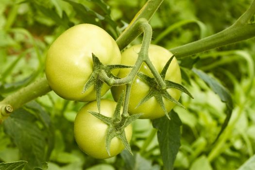 Cluster of three large green tomatoes hanging on a branch in greenhouse