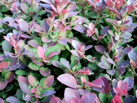 the general form of shrubby plants