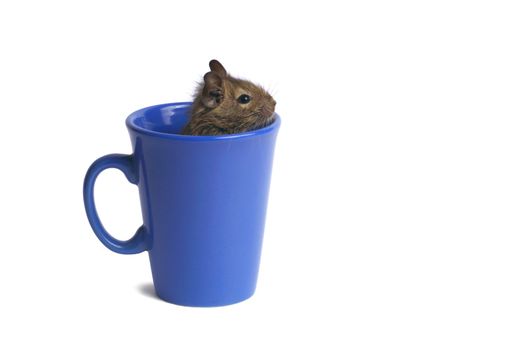 Macro of a mug with degu inside isolated on white