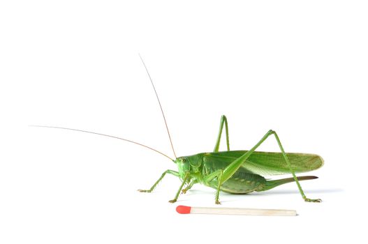 Great Green Bush-Cricket (tettigonia viridissima) with a match to show its size