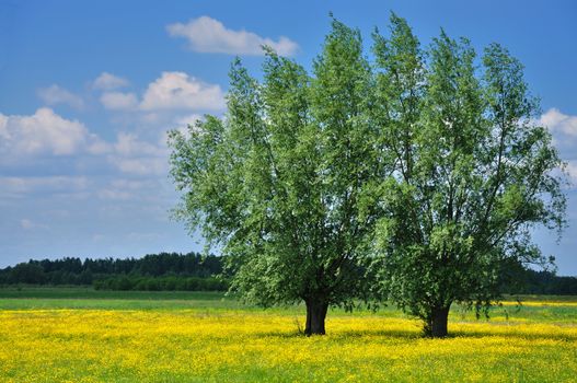 Two trees and yellow flowers against blue sky