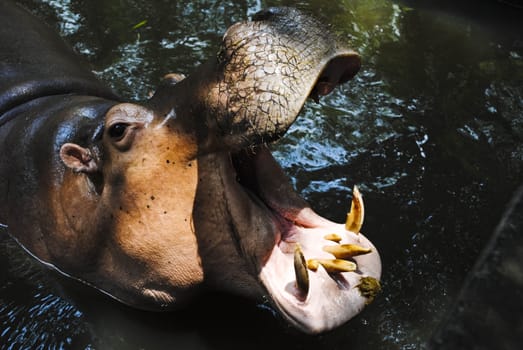 Hippo Hippopotamus open its mouth