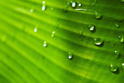 Water drop on green banana leaf texture.