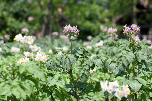 potato flower agriculture