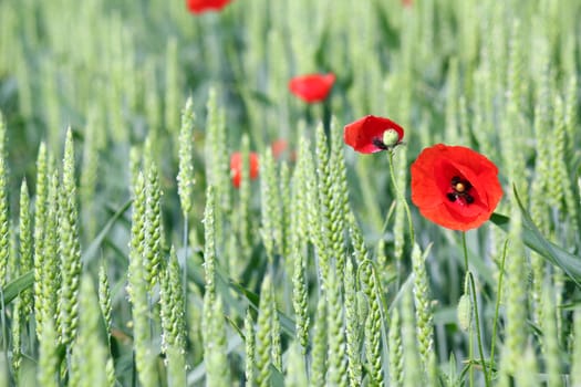 green wheat and red poppy flower