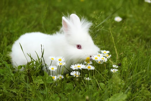 white dwarf bunny standing in grass