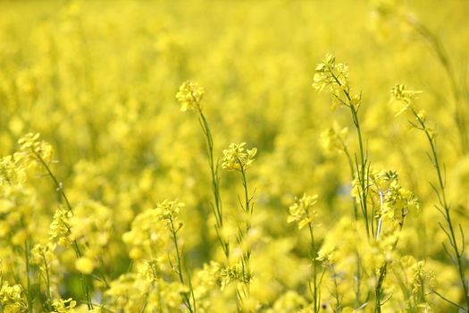 yellow flowers summer nature background