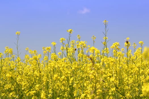 yellow flowers field