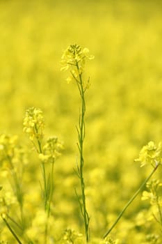 field with yellow flowers summer background