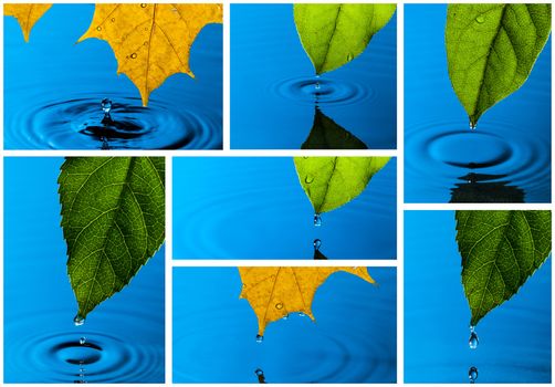 Collage from Yellow and Green Leaf and Water Drops with Reflection