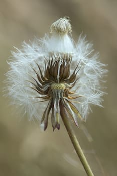 A dandelion seed head lacking a piece that has been blown by the wind