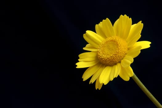 a single yellow flower on black background