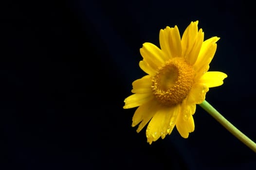 a single yellow flower on black background